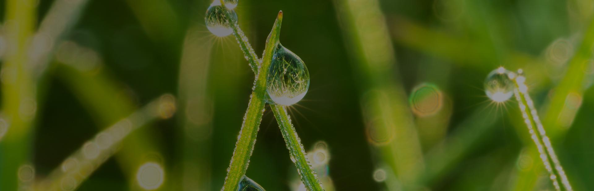 Krople wody na trawie Slajd 1